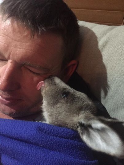 Napi cuki: puszit kér az árván maradt kis kenguru - fotók