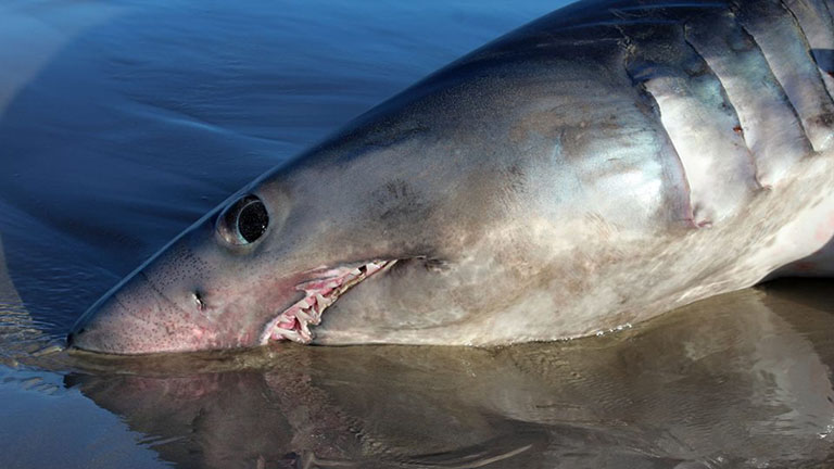 Partra vetett cápát mentettek az ausztrál strandolók