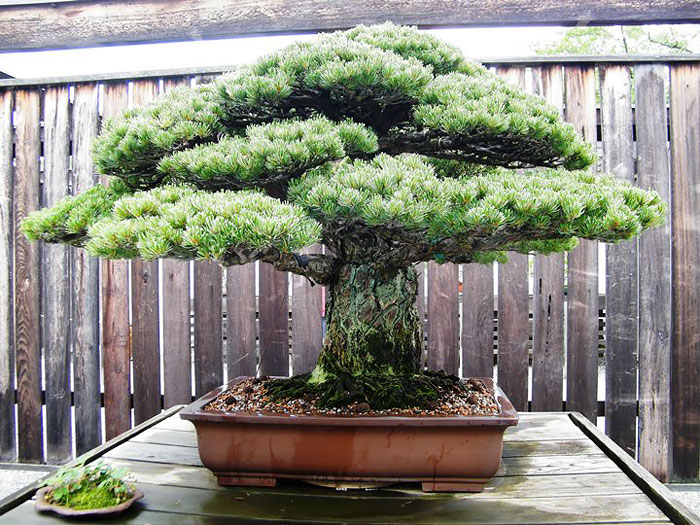 Dekoráld fákkal a lakásod: 6 gyönyörű bonsai