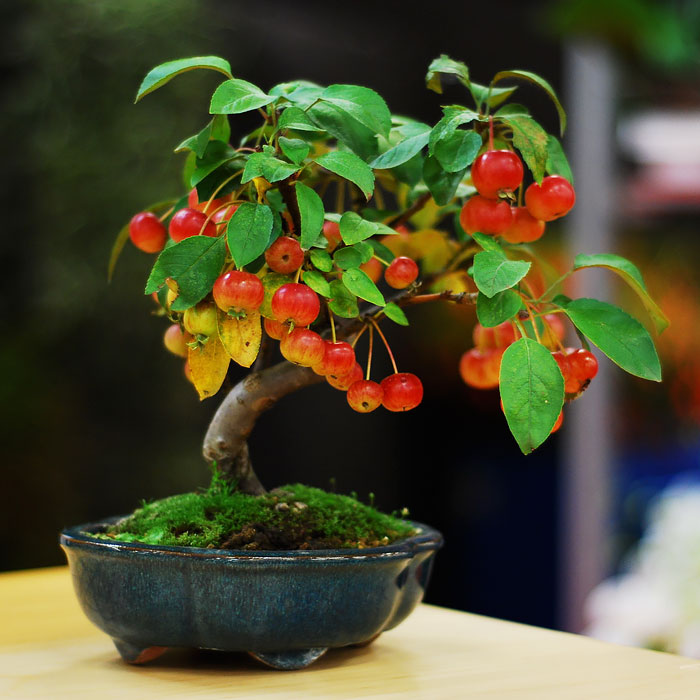 Dekoráld fákkal a lakásod: 6 gyönyörű bonsai