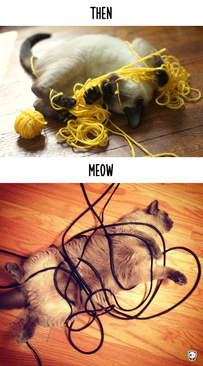 A macskák és a technológia - vicces képek