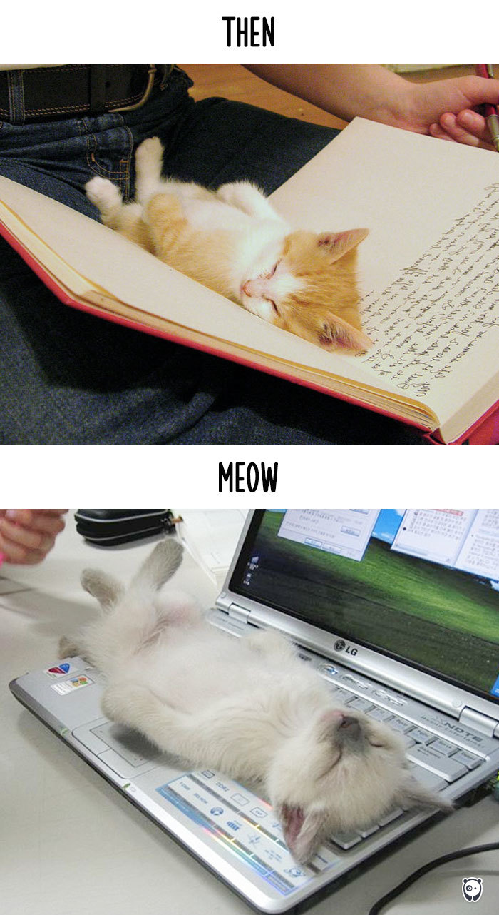 A macskák és a technológia - vicces képek