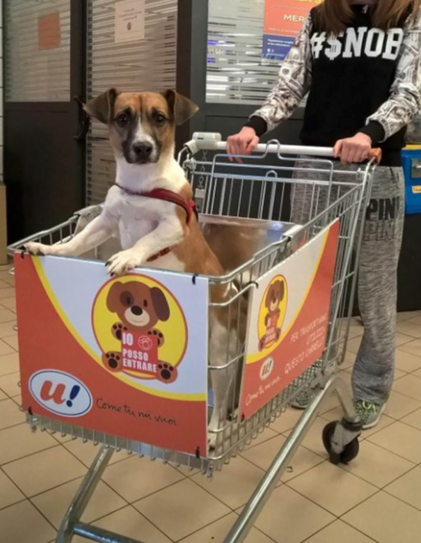Kutyabarát bevásárlókocsikkal szerelték fel a szupermarketet - képek