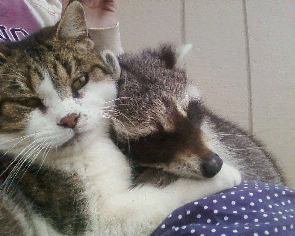 Macskája segítségével mentette meg az árva mosómedvét - képek