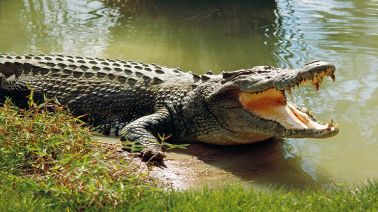 60 évig tartott krokodilt a hátsókertben az asszony
