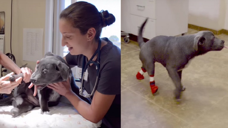 Speciális csizmában szaladgálhat a hátsó lábak nélkül született kiskutya - videó