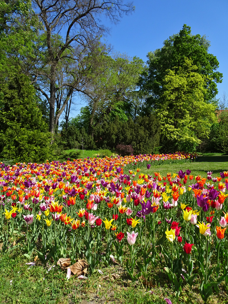 Mesébe illő képek - tulipánvirágzás a Vácrátóti Arborétumban