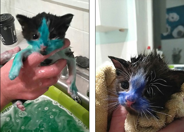 Kékre-zöldre festették a kiscicákat állatkínzó gazdáik - képek