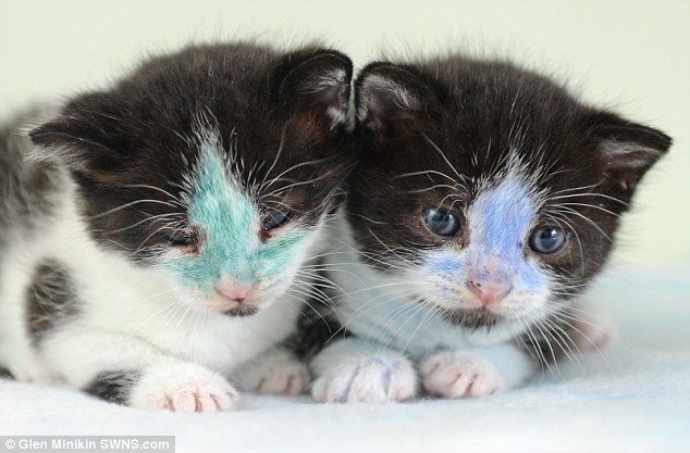Kékre-zöldre festették a kiscicákat állatkínzó gazdáik - képek