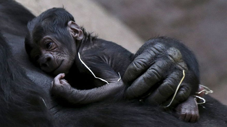 24 év után kölyke lett a meddő gorillának