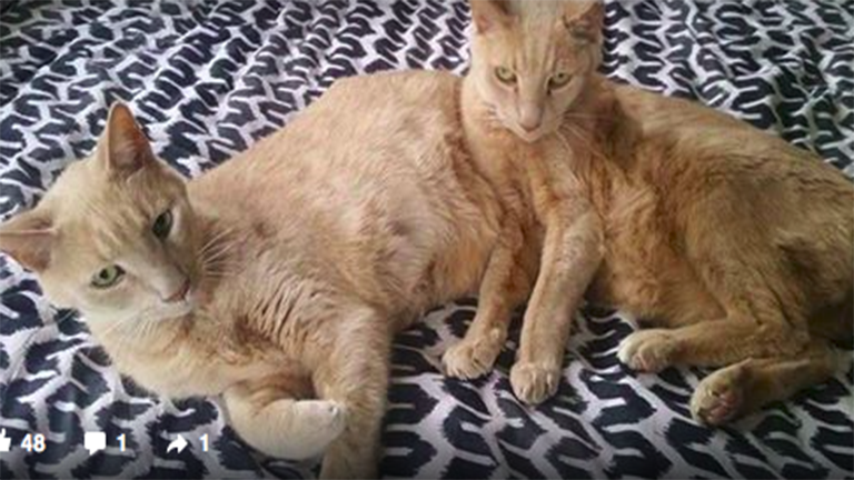 Újra találkozhat ikertestvérével a három éve eltűnt macska