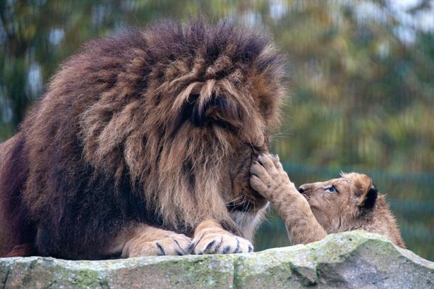 Elválaszthatatlan lett az oroszlán apa és fia - megható képek