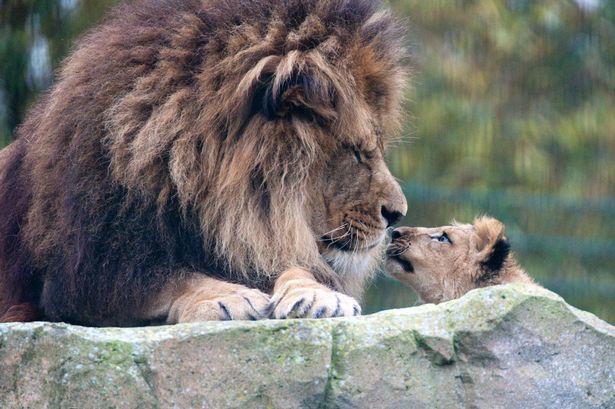 Elválaszthatatlan lett az oroszlán apa és fia - megható képek