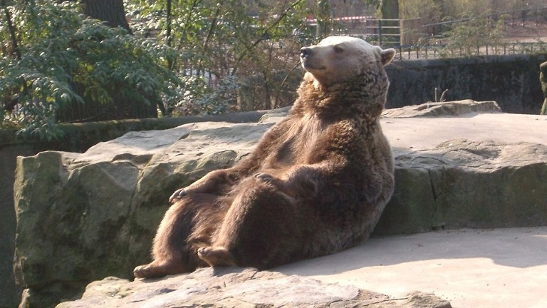 A meditáló zen-medvéből lett a legújabb mém - fotók