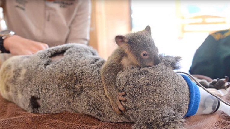 Még a műtőbe is elkísérte sérült mamáját a koalabébi - videó