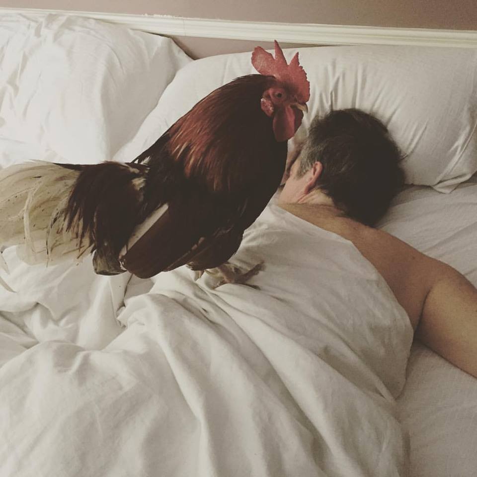 Egyenes az ágyukban ébreszti a kakas a házaspárt - fotók