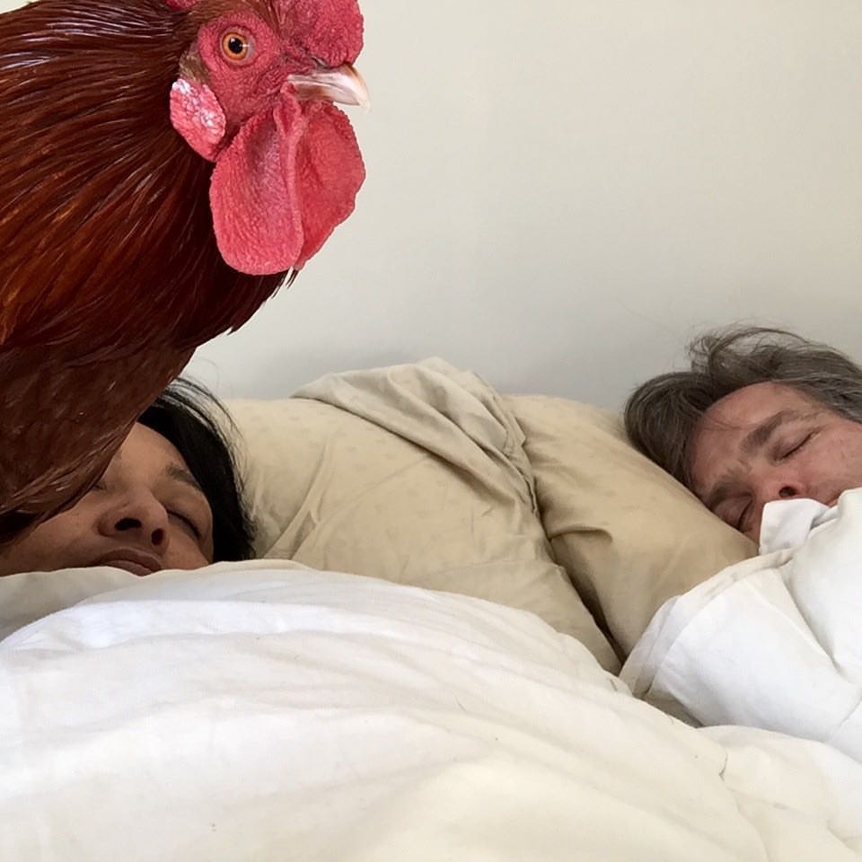 Egyenes az ágyukban ébreszti a kakas a házaspárt - fotók