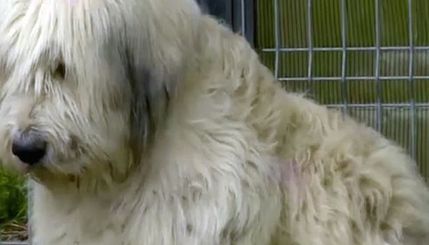 Szívszorító történet: 5 éve őrzi halott gazdája házát a hűséges kutya
