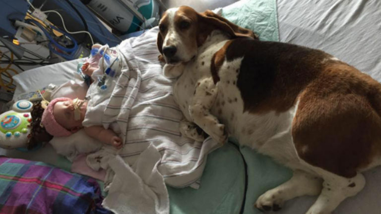 Egy tapodtat sem mozdultak a kómában fekvő kislány mellől a család kutyái