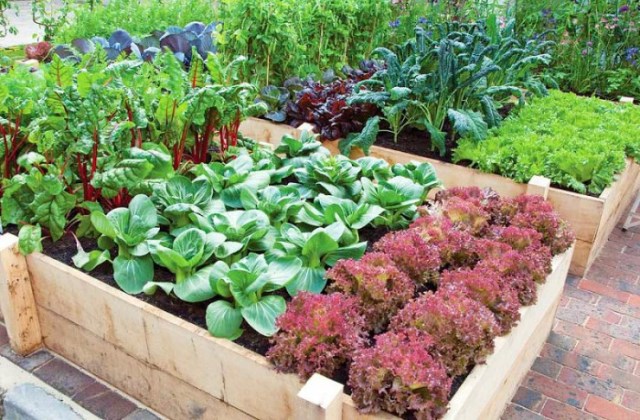 5 tipp kezdő kertészeknek: így ültesd el a növényeket