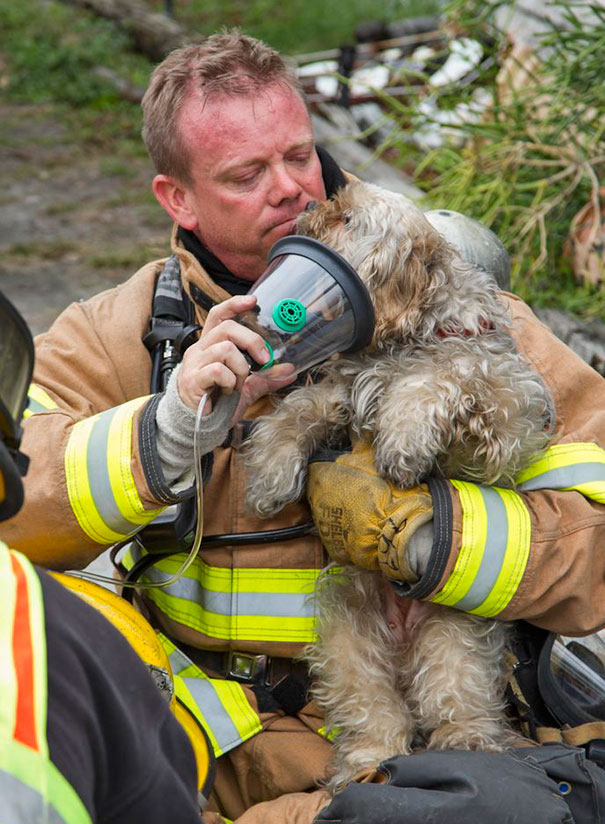 Tűzoltók, akik életüket kockáztatták az állatokért - fotók