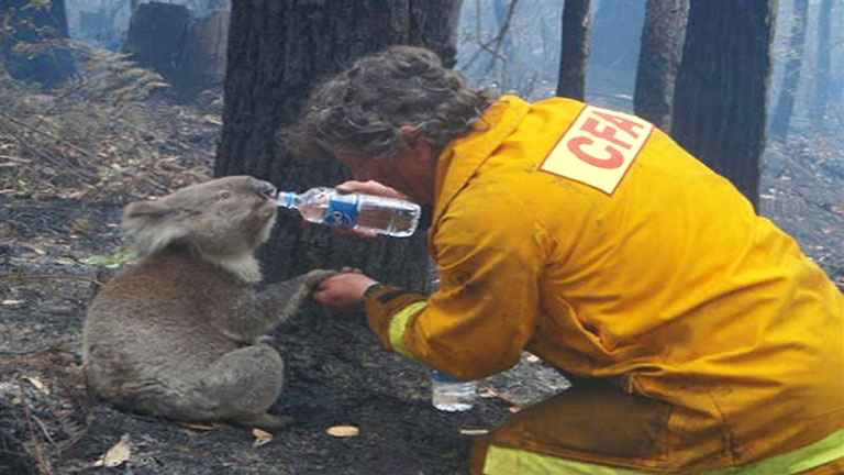 Tűzoltók, akik életüket kockáztatták az állatokért - fotók