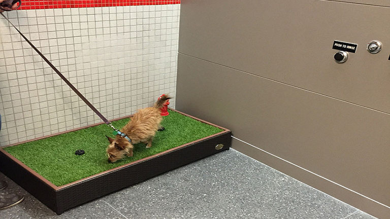 Saját mosdót kaptak az állatok a John F. Kennedy reptéren