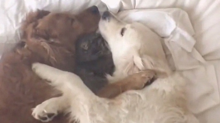 Napi cuki: együtt szundít a két kutya és a kiscica - videó
