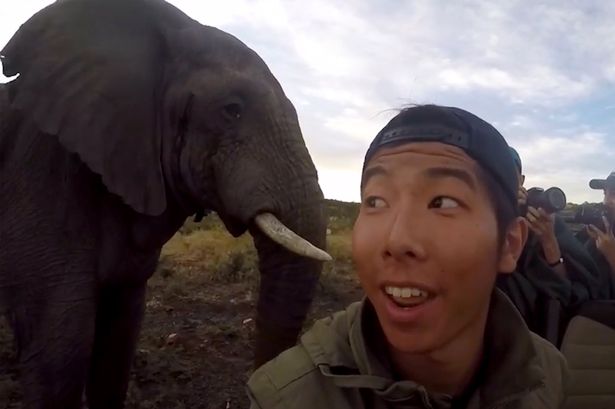 Elefánt fotóbombázta a szelfit - képek