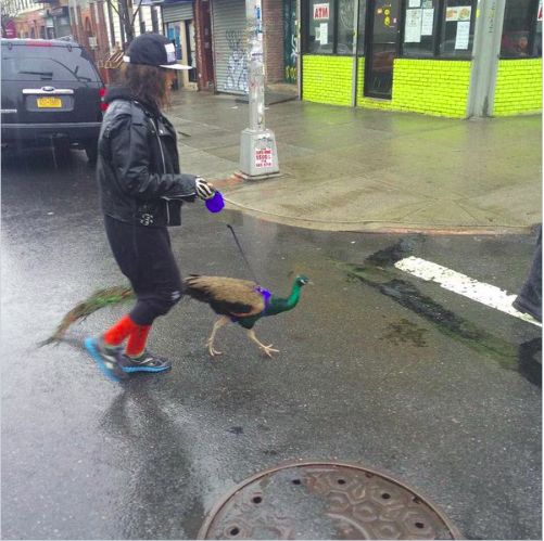 A legpáwább menőség pávát sétáltatni Brooklynban!