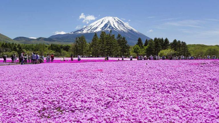 4,5 millió egyforma virág nyílik néhány japán réten