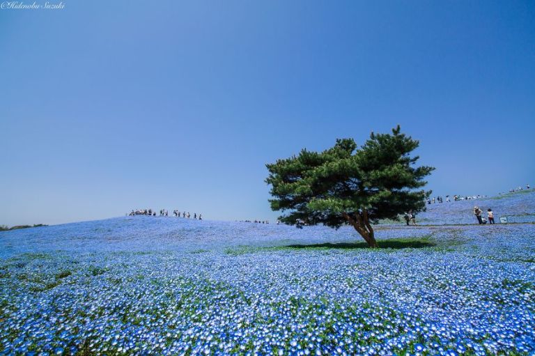 4,5 millió egyforma virág nyílik néhány japán réten
