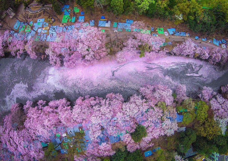 Lilára festették a japán tavat a cseresznyefavirágok - lenyűgöző fotó