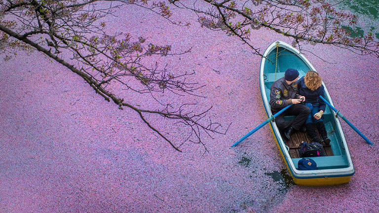 Lilára festették a japán tavat a cseresznyefavirágok - lenyűgöző fotó