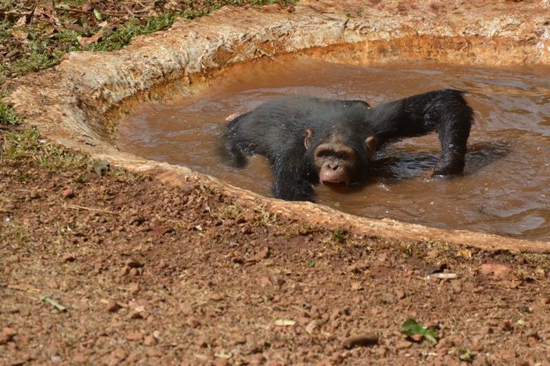 Medencés bulit csapott a pocsolyában a két csimpánz - fotók