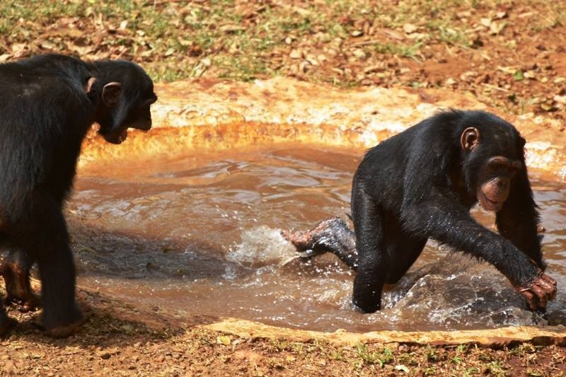 Medencés bulit csapott a pocsolyában a két csimpánz - fotók