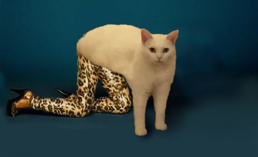 Itt a legújabb mém-őrület: a furcsa féltestű macskától felrobbant az internet