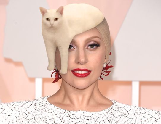 Itt a legújabb mém-őrület: a furcsa féltestű macskától felrobbant az internet
