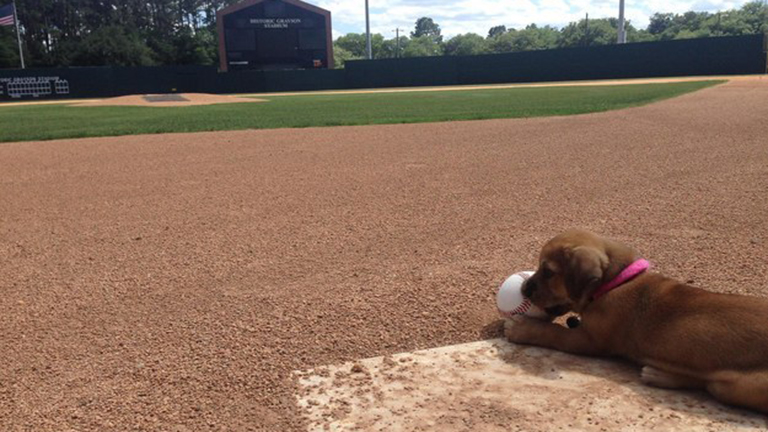 Baseball stadionnál hagyták a kiskutyát -  most már ő is a csapat tagja