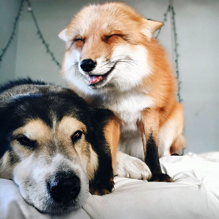Napi cuki: legjobb barátok lettek a rókából és a kutyából - fotók