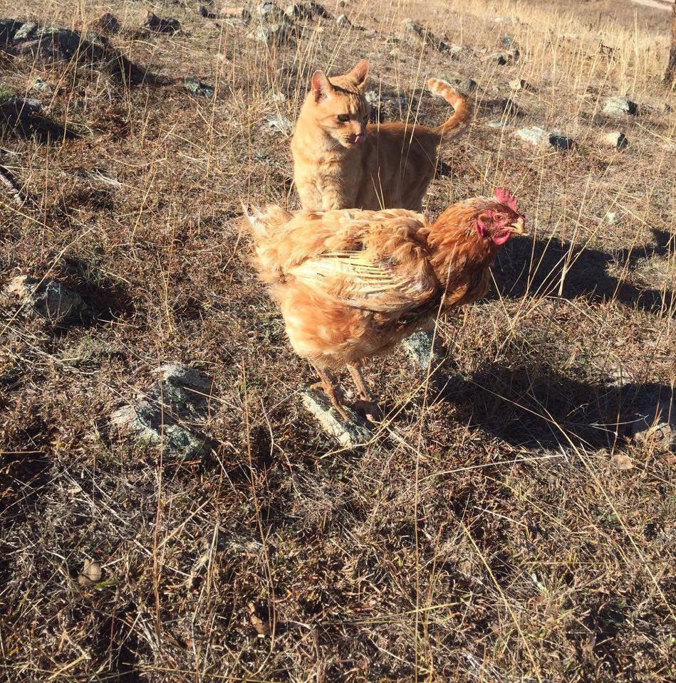 Egy csirke uralja az egész állatfarmot