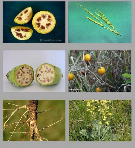 Így nézne ki a dinnye, a kukorica, a banán, a padlizsán, a répa és a brokkoli, ha nem módosítottuk volna a génállományukat (Kép: geneticliteracyproject.org)
