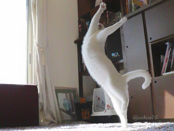 Nem láttál még kecsesebbet a balerina macskánál