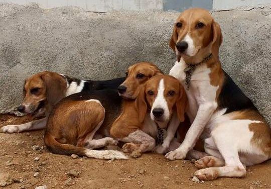 Örökbe lehet fogadni a beagle kiskutyákat, akiket egy laborból szabadítottak ki