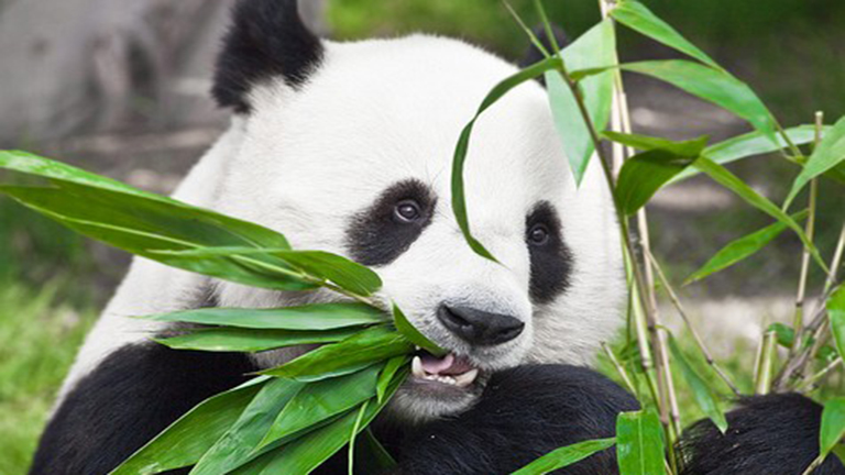 Azért halhatnak ki a pandák, mert kedvenc ételük rossz hatással van szexuális életükre