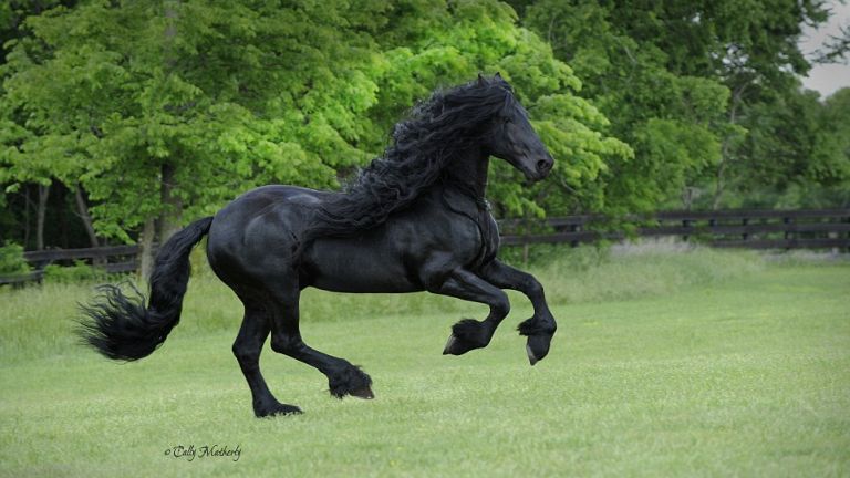 Valószínűleg ez a világ legszebb lova