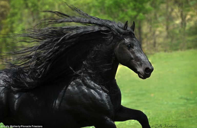 Valószínűleg ez a világ legszebb lova