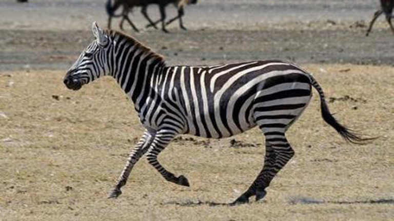 Tragikus balesetben halt meg a háziállatként tartott zebra