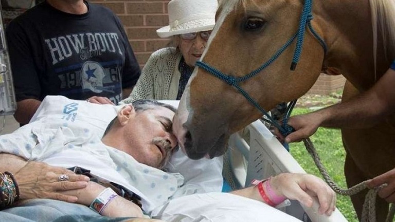 Megható fotó: utoljára találkozhatott imádott lovaival a haldokló férfi