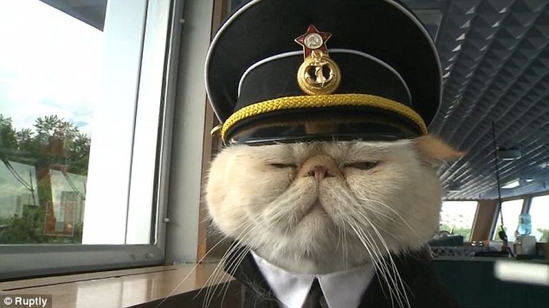 Ez a macska egy hajó kapitánya